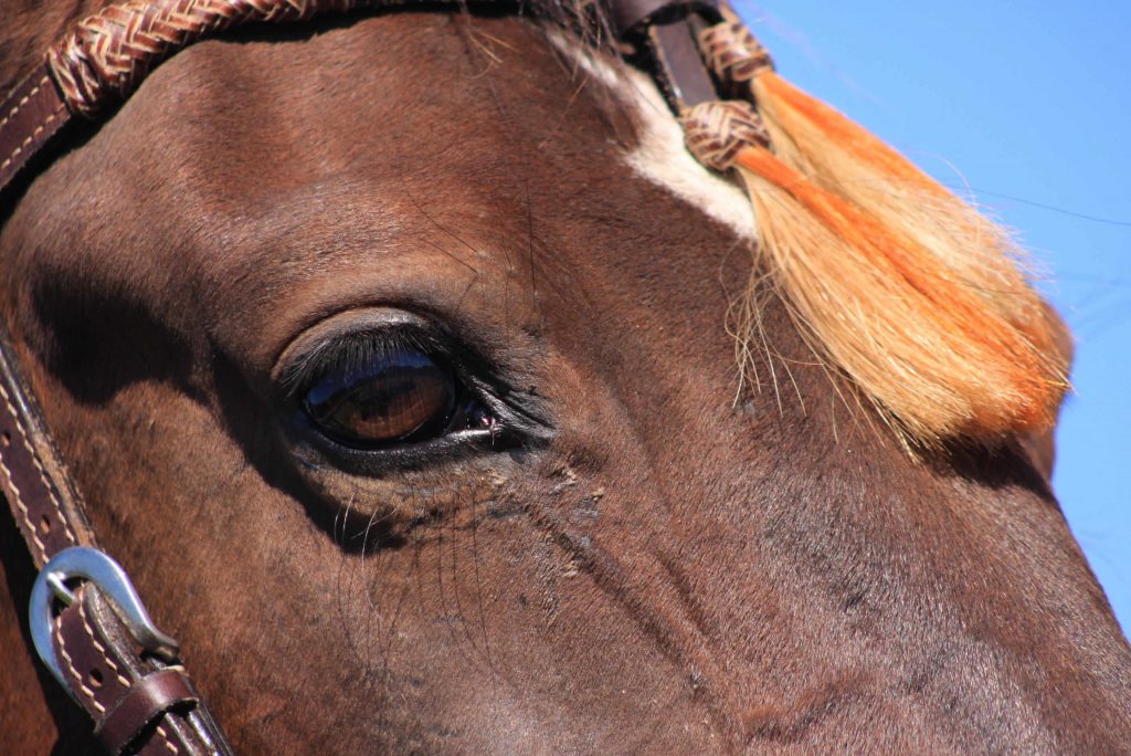 Online Courses – Online equine qualifications by Equido Horsemanship